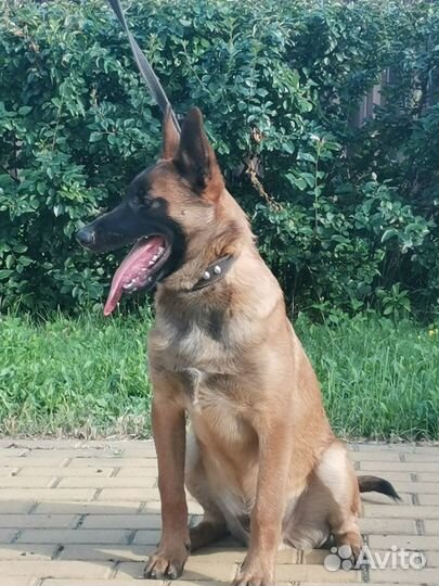 Щенки бельгийской овчарки (малинуа)