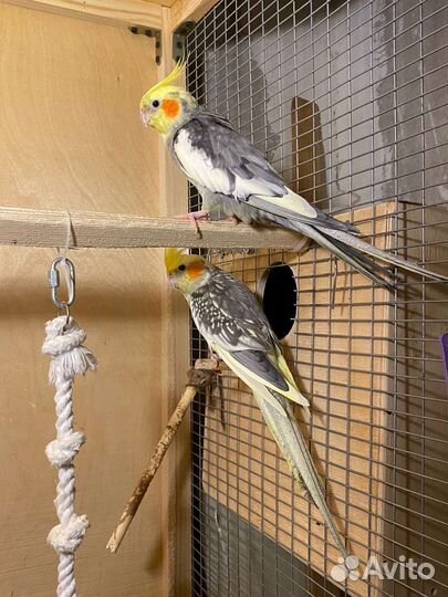 Попугай корелла пара с клеткой