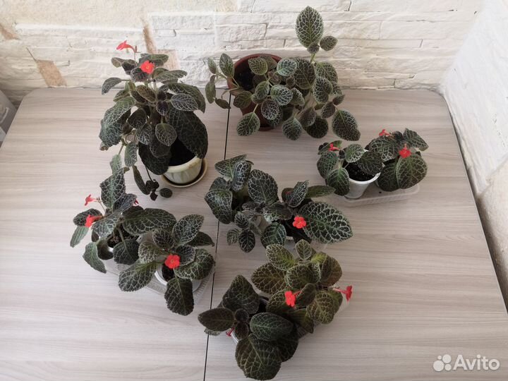 Комнатные цветы