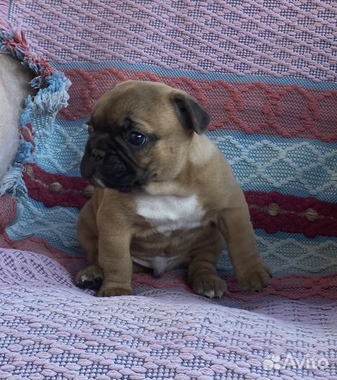 Элитные щенки французского бульдога