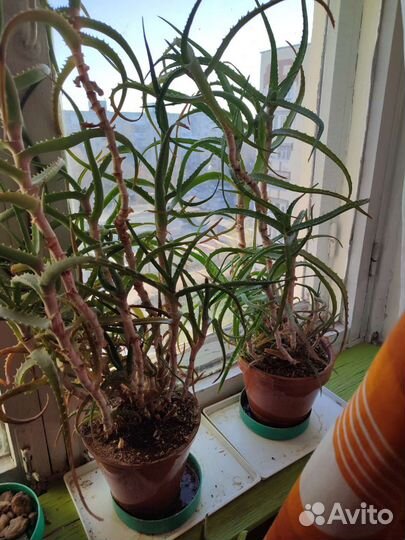 Алоэ, каланхоэ