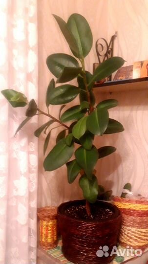 Продам фикус каучуконосный