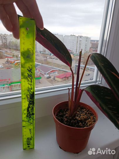 Строманта меджик стар