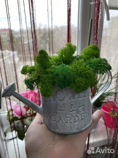 Флорариум, мох стабилизированный,декор, пано