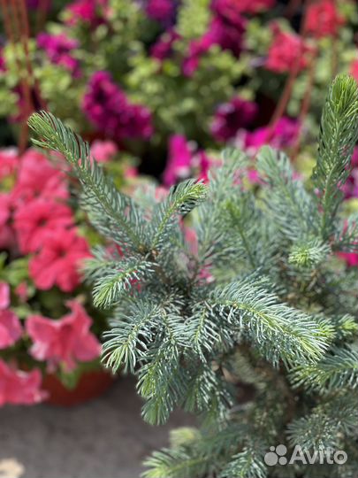 Ель голубая / колючаю Глаука «Супер Блю Сидлинг