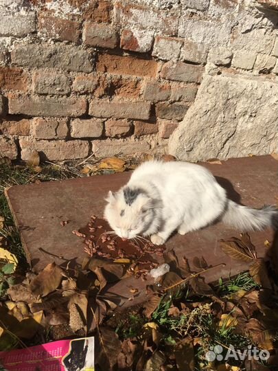 Котики бесплатно