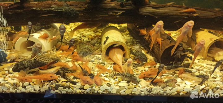 Коряги,анциструсы,улитки,tetra корм