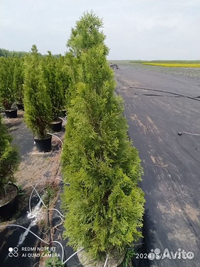 Ель голубая, туи