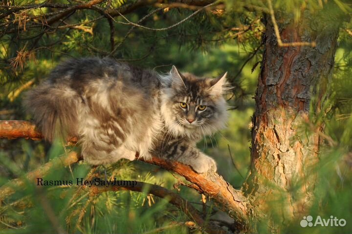 Котята от этого кота. Кот на вязку