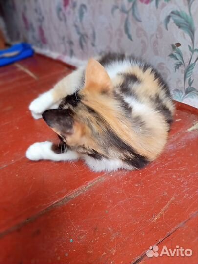 Кошечка в добрые руки