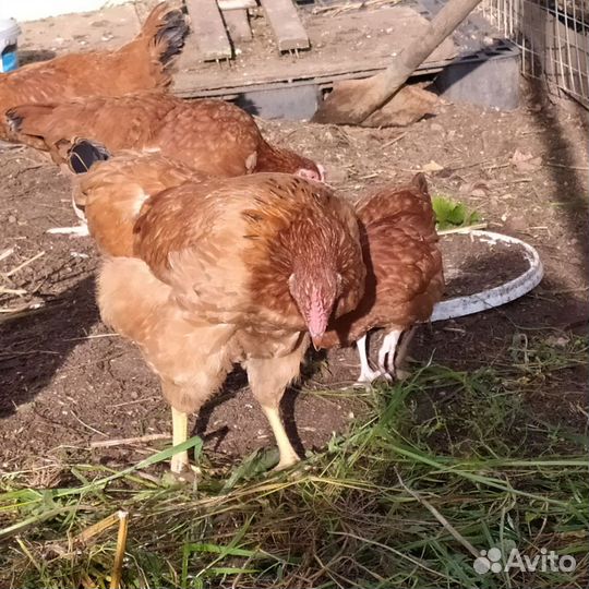 Куры молодки