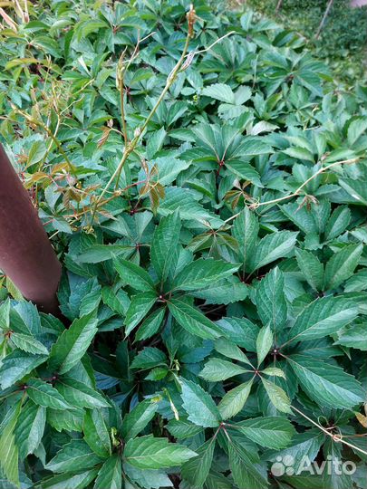 Девичий виноград пятилистный