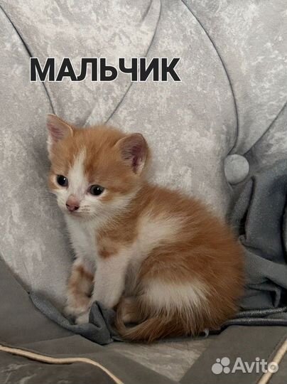 Котята