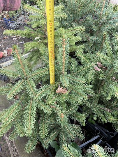 Ель сизая колючая