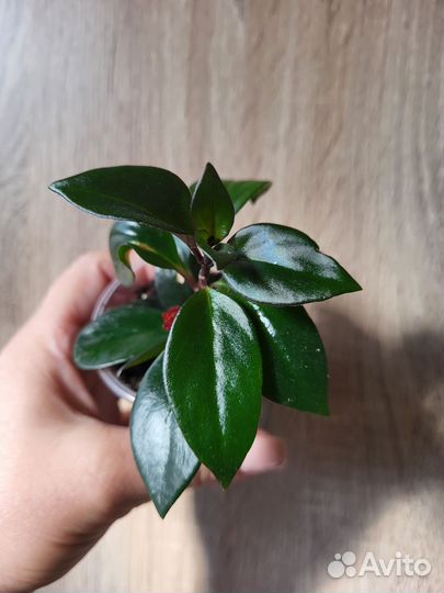 Комнатные цветы