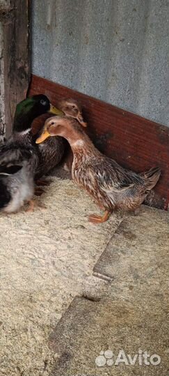 Инкубационное Яйцо Башкирских уток