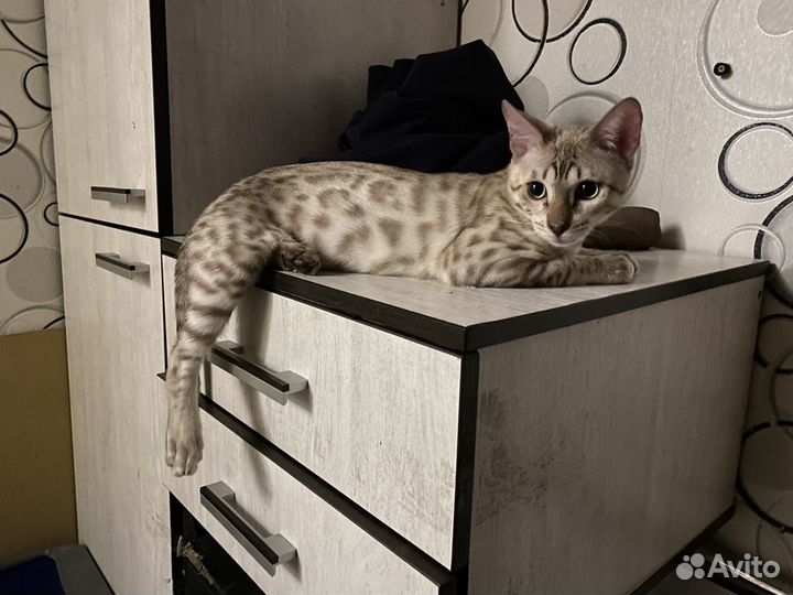 Кот Бенгал