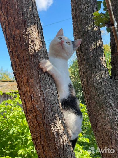 Кошка в дар бесплатно