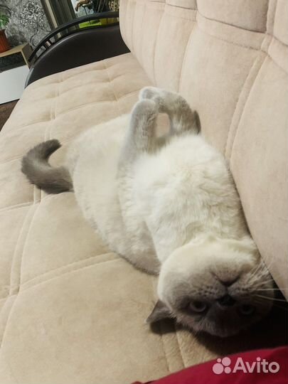 Шотландская