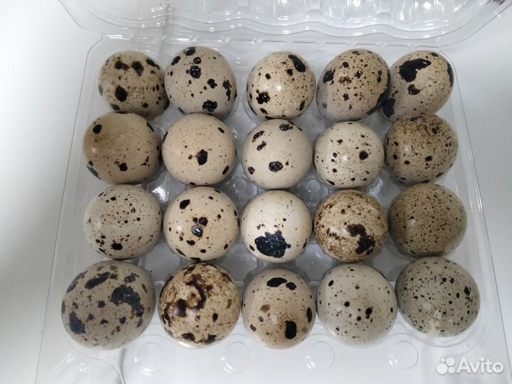 Продаю мясо перепелов и перепелиные яйца