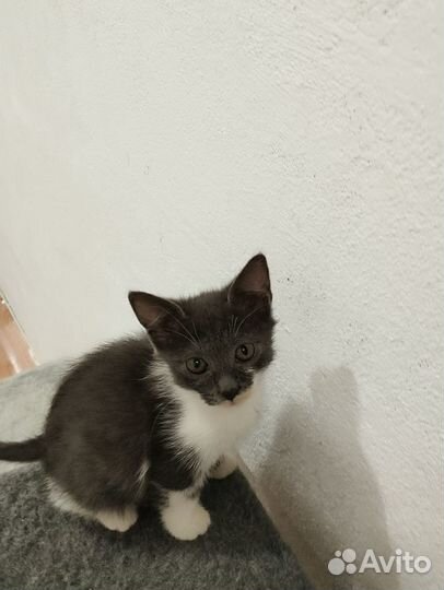 Серый котенок