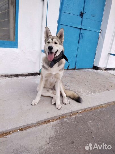 Кинолог (занятия с собаками). Зоопсихолог