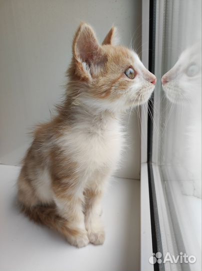 Рыжий котенок в добрые руки