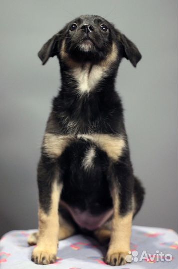 Щенки щенок в добрые руки