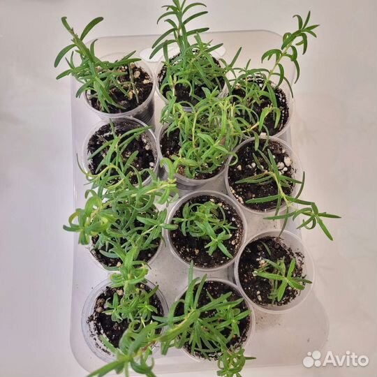 Розмарин (комнатный цветок)