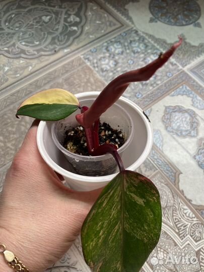 Филодендрон ред эмеральд вар