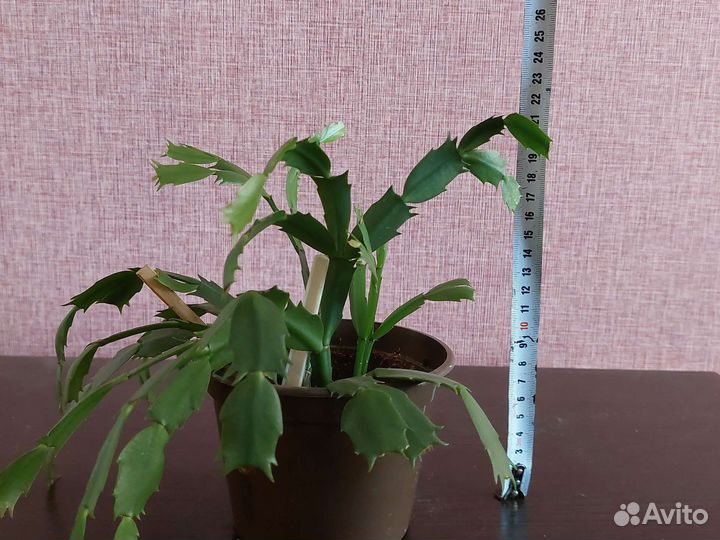 Шефлера, малочай