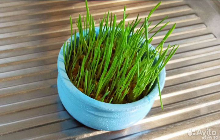 Сервиз кофейный на 6 персон Япония