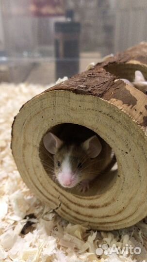 Декоративные мыши