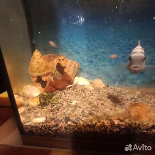 Цихлазома мальки