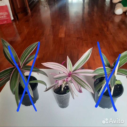 Традеск Рео, Каланхое, Драцена и другие цветочки