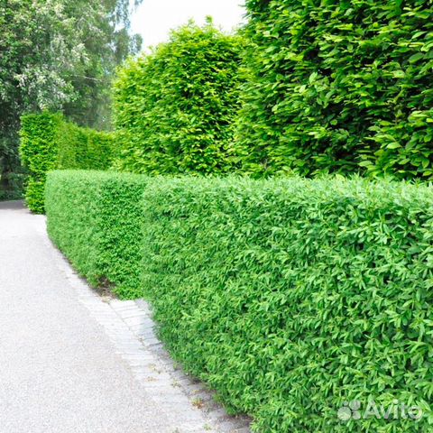 Бирючина обыкновенная (живая изгородь)