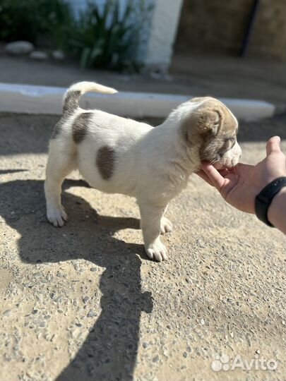 Среднеазиатская овчарка алабай щенки