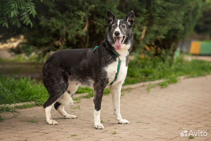 Дженни, собака в дар, добрая собака
