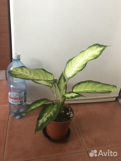 Диффенбахии Камилла, Марс