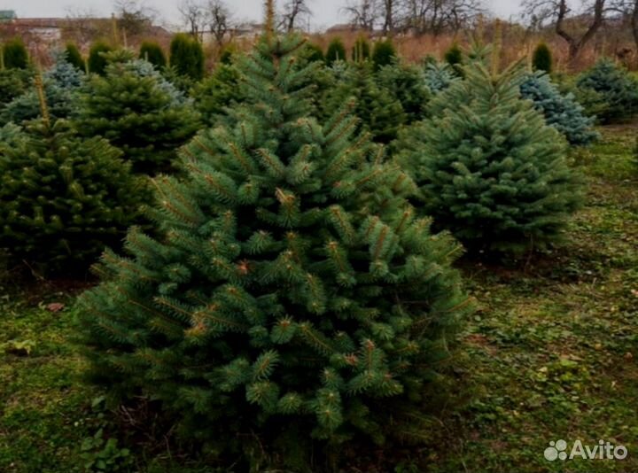 Голубая Глаука ель j-8565