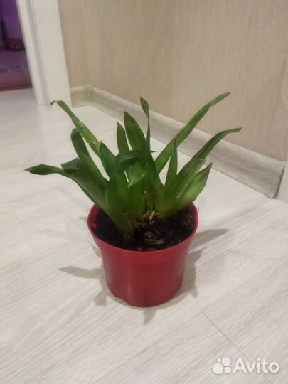 Неорегелия растения