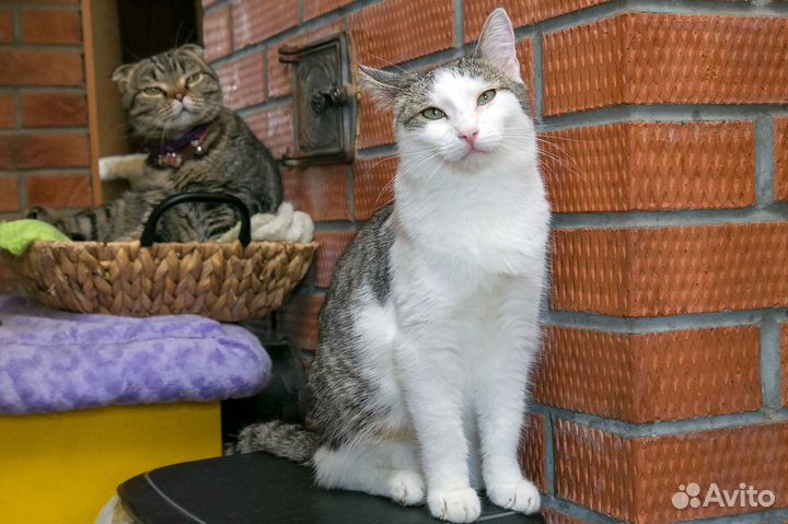 Котик 1 год Дарсик кастрирован, привит в квартиру