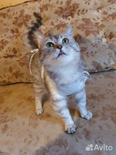 Сонечка в добрые руки