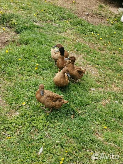 Утки Хаки Кемпел