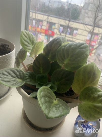 Фиалка в горшках