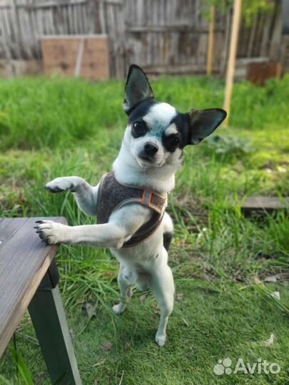 Вязка кобель чихуахуа