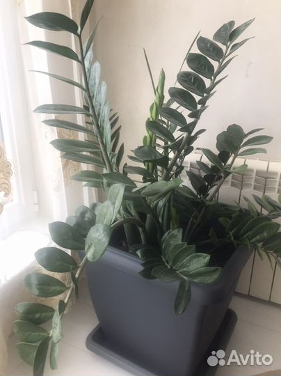 Замиокулькас