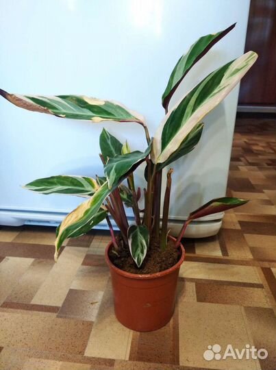 Строманта триколор