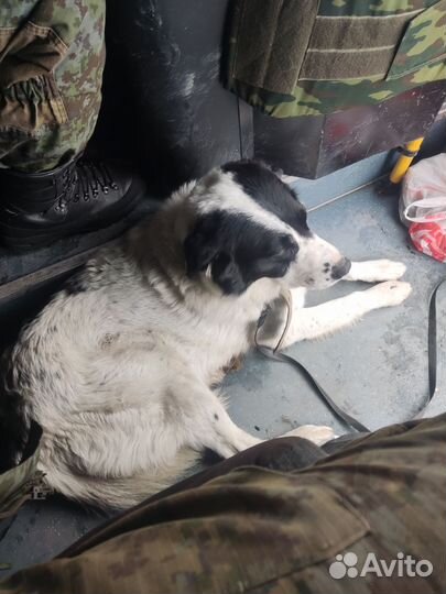 Отдам в добрые руки