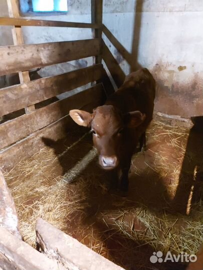 Продаются телета